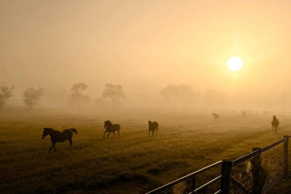 Horses gallop through a field at sunrise