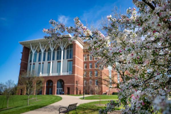 William T. Young Library with a blooming bush of white flowers