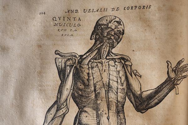 A woodprint of a posed cadaver from Vaselius's 1555 De Humani Corporis Fabrica