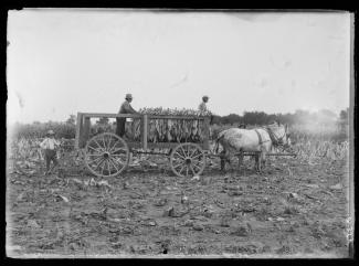 1899 photo of men on a horse-drawn wagon carrying tobacco