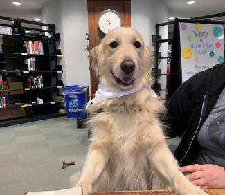 Service dog greets patrons at the Circulation Desk at Young Library.