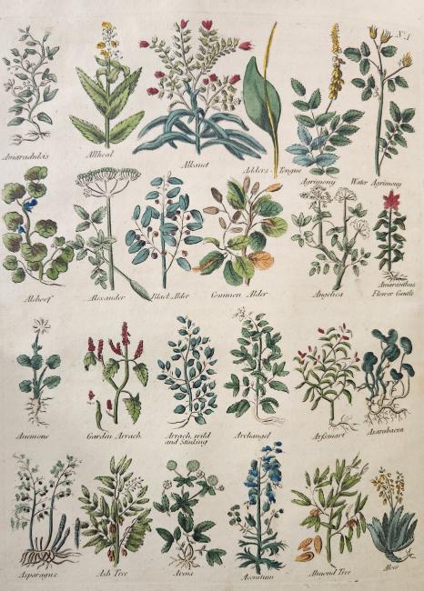 Plate of herbs from Culpepper's English Physician, 1757