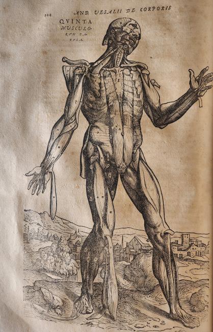 A woodprint of a posed cadaver from Vaselius's 1555 De Humani Corporis Fabrica