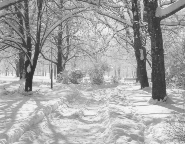 Tracks through deep snow under trees in Woodland Park, Lexington