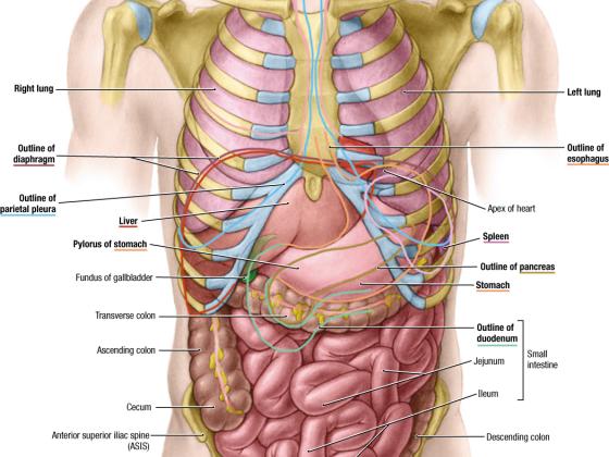 Illustration from Gray's Anatomy textbook of a human abdomen