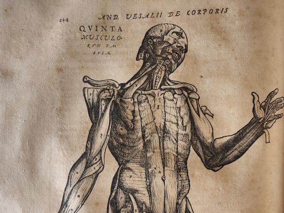 A woodprint of a posed cadaver from Vaselius's 1555 De Humani Corporis Fabrica