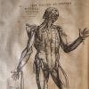 A woodprint of a posed cadaver from Vaselius's 1555 De Humani Corporis Fabrica